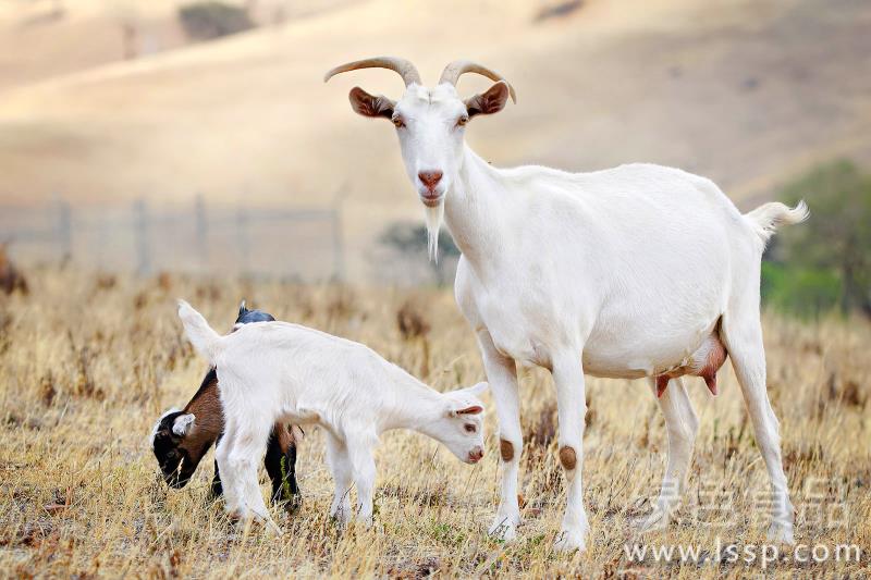 The mortality rate of toxemia in pregnancy is as high as 70%. How to prevent and cure toxemia in ewes