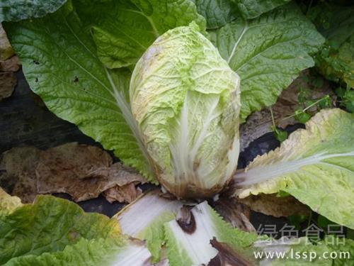 Prevention and control of soft rot of inverted cabbage on the push of Chinese cabbage rhizome rot