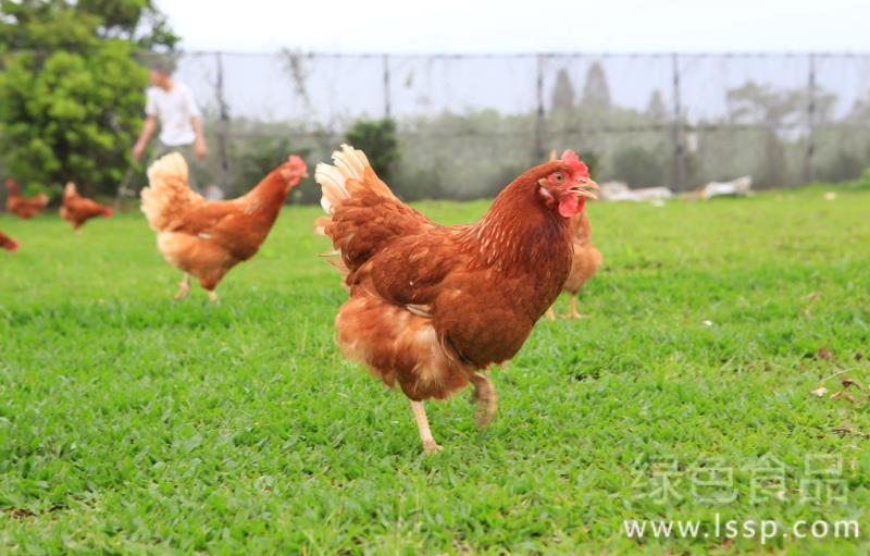 Diseases of broilers caused by muggy heat and humidity key points for raising broilers in rainy season