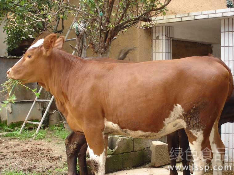 The weight gain of hot beef cattle in summer slows down the breeding points of summer beef cattle