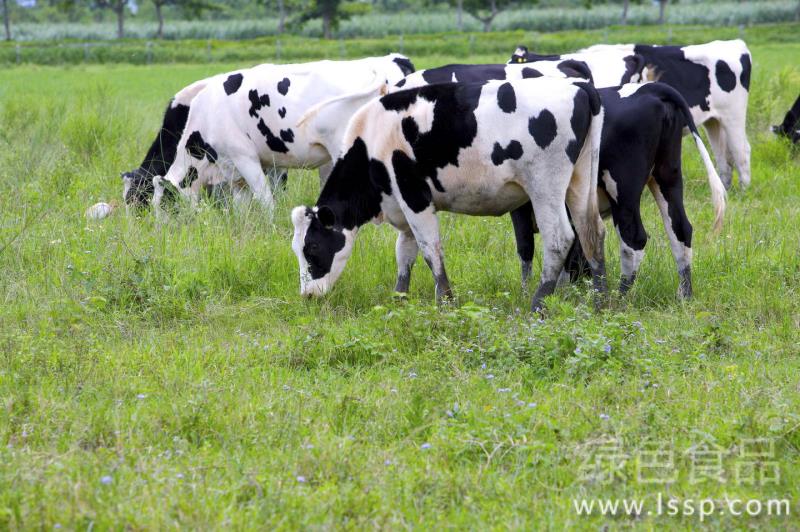 If acidosis is not treated in time, how to prevent and cure acidosis in dairy cows