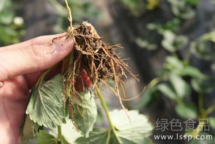 How to control strawberry root rot by withering the whole strawberry plant