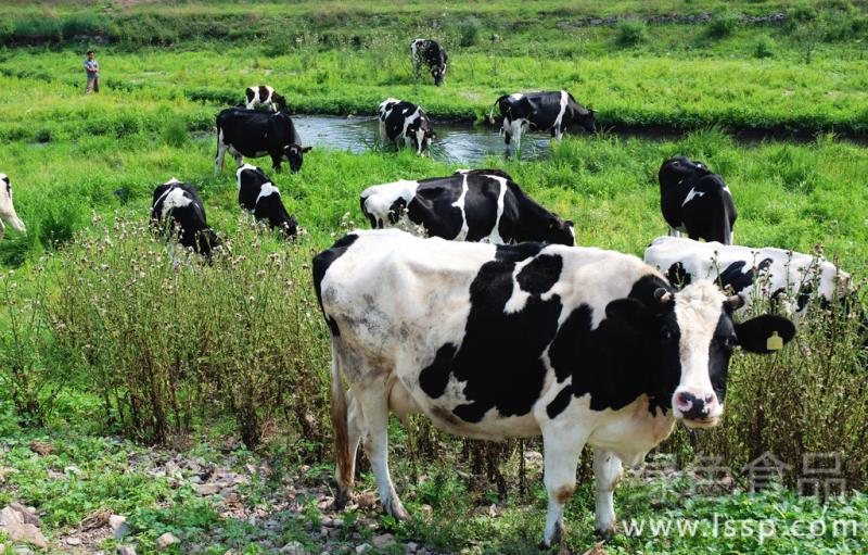 How to prevent and treat cow heatstroke due to cold tolerance and heat stroke