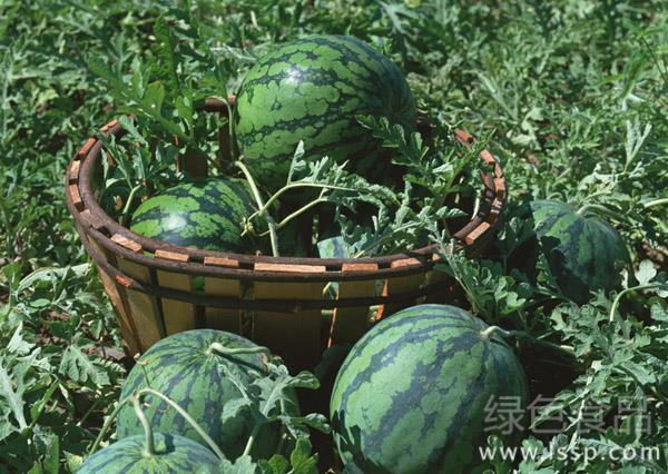 Cracking melon to reduce the quality of watermelon how to control watermelon crack melon