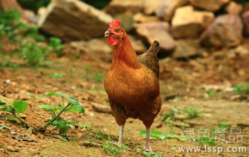 How to increase the feed intake of broilers with less food intake and poor disease resistance in summer