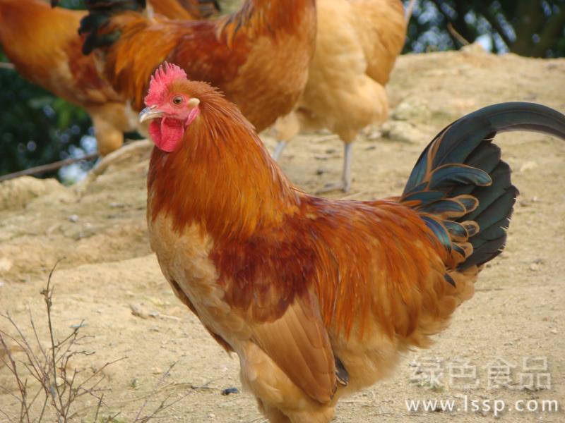 Enterotoxic syndrome slows down chicken growth how to prevent and cure chicken enterotoxic syndrome