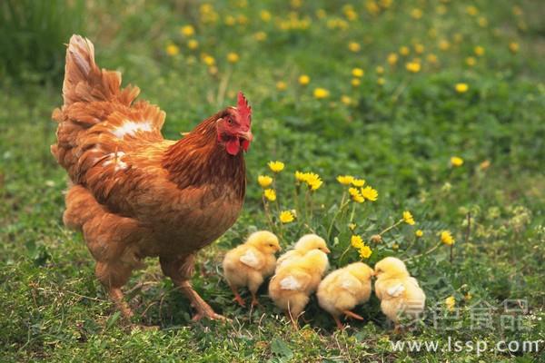 Three-stage feeding measures for broilers with good benefit in stages