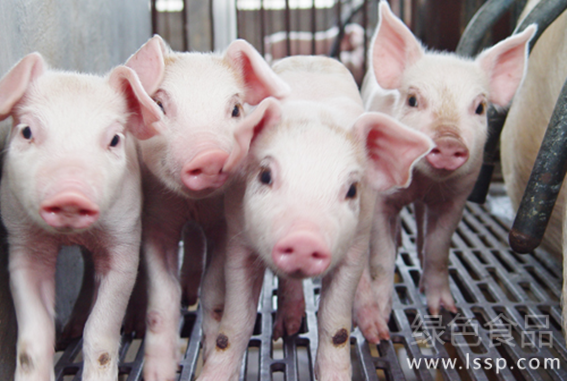 How to raise and manage pigs with proper management and benefits