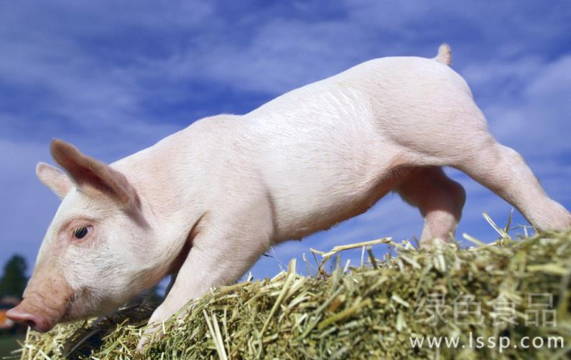 Diarrhea can lead to the death of piglets. How to prevent and control diarrhea in piglets?