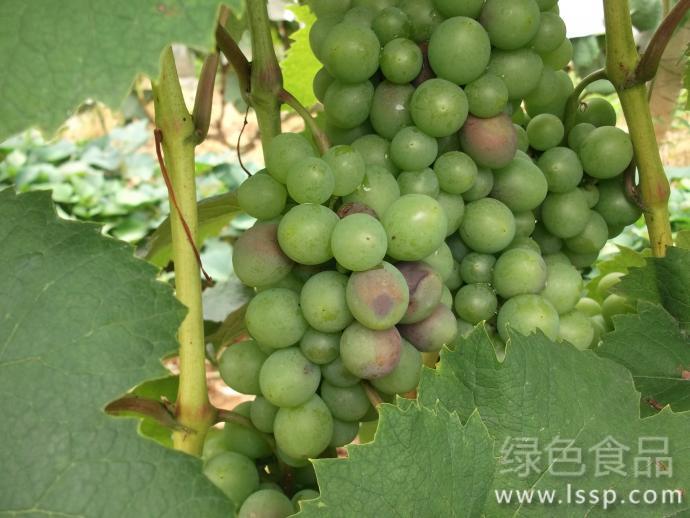 Sunburn disease causes brown spots in grapes how to prevent grape sunburn