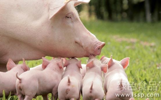 How does cracked hoof disease affect sow breeding how to prevent and cure sow split hoof disease