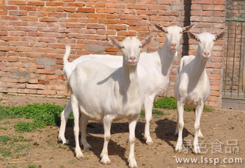 How to prevent and cure the fetal gas disease of goats before the birth of ewes?