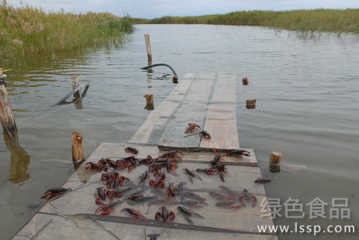 Prevention of crayfish diseases is more important than cure. how to prevent and cure crayfish body surface diseases