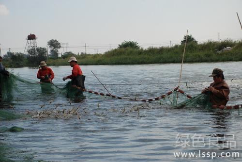 Penaeus vannamei is easy to float due to anoxia. How to prevent and control the floating phenomenon of Penaeus vannamei