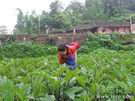 Eggplant needs to be enlarged, but fertilization should be suitable for high-temperature eggplant to apply nitrogen fertilizer.