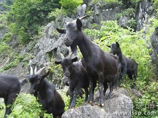 Fattening intensity and difficulty of Black Goat intensive fattening Technology of Big Black Goat