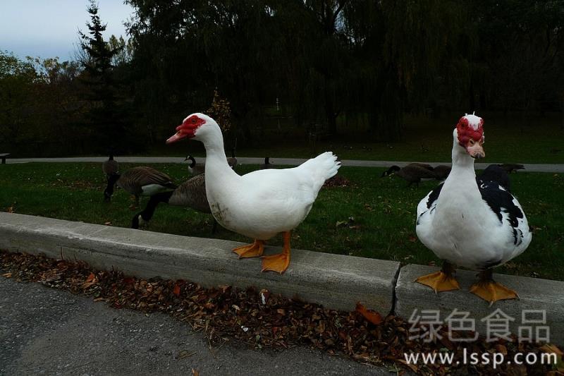 Muscovy Duck requires High Environmental temperature matters needing attention in Muscovy Duck Culture