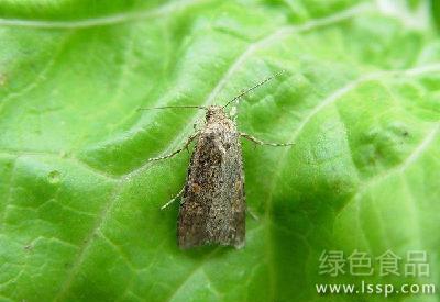 Occurrence law and control method of exterminating beet moth pest