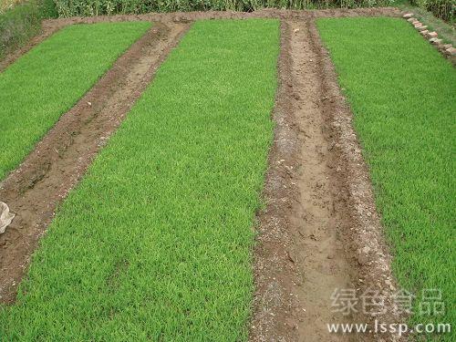 The technique of dry raising rice seedlings: strong growth vigor and high panicle rate.