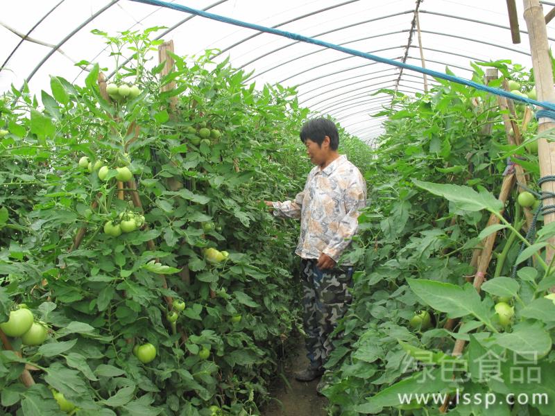 Vegetable farmers must learn six tricks to prevent premature senescence of fruits and vegetables.