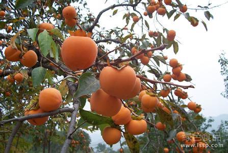 Three key points of raising young trees to save old persimmon trees in winter pruning