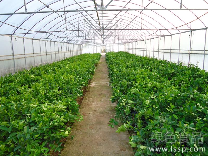 The harm to vegetables is very serious how to prevent air damage when growing vegetables in greenhouse