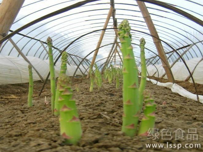 Field management techniques of asparagus in winter to lay a good foundation for high yield