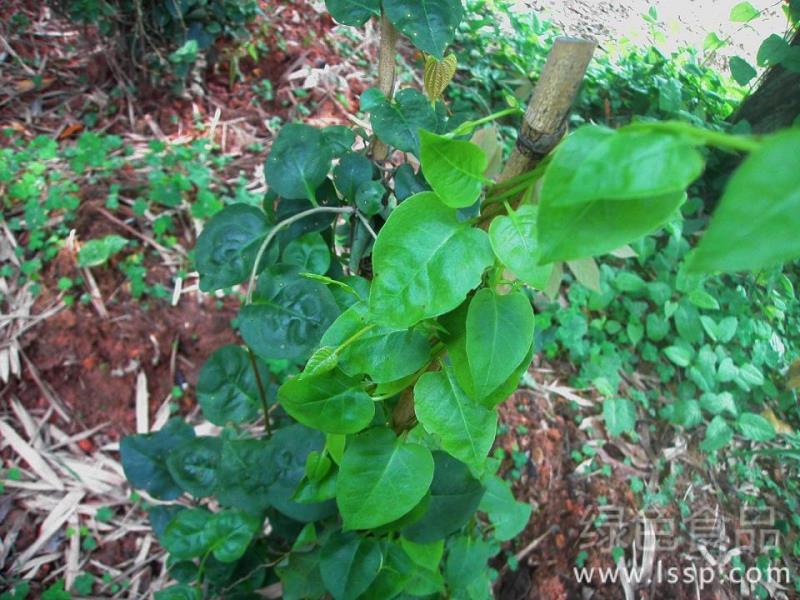 Cultivation techniques of Panax notoginseng with rich nutrition and stem and leaf vegetables