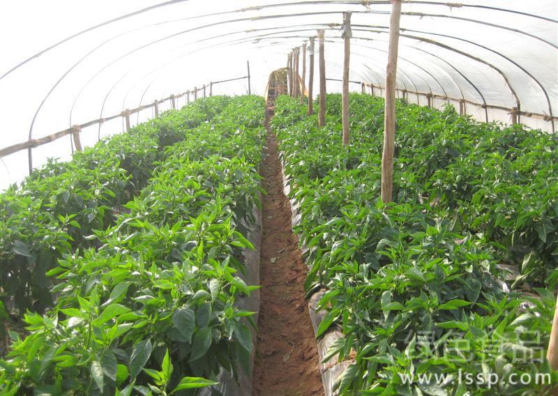 Four simple methods Anti-freezing measures of Pepper seedlings in greenhouse in Winter