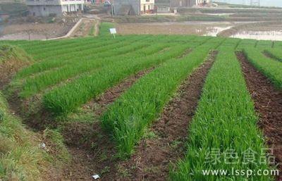 Important measures for managing high yield of wheat in winter