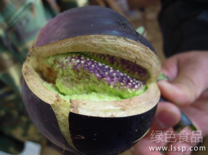 Eggplant cracking affects appearance and value how to prevent eggplant cracking