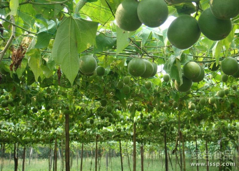 How to reduce drug pollution and control diseases and insect pests in fruit trees without spraying