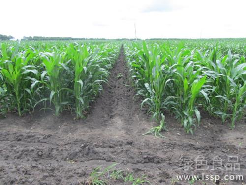 Main Technical measures of Maize cultivation with large Ridge and double-row plastic Film mulching