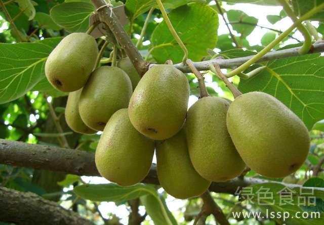 Pruning principles and techniques of reasonable pruning kiwifruit in winter