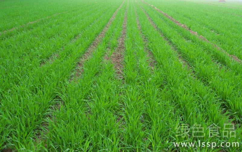 Causes of wheat yellowing before winter and its control and management measures