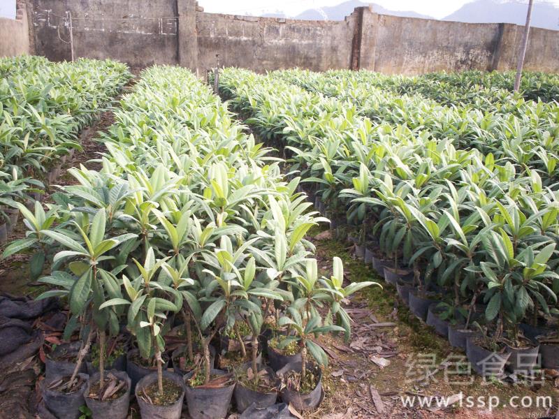 Loquat tree pruning methods and key points to adjust tree vigor and bear more fruits