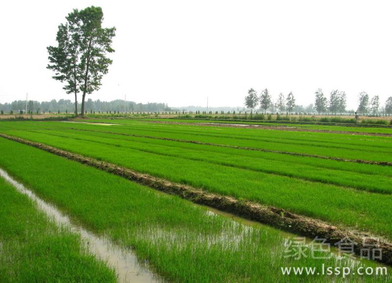 Improvement methods and fertilization measures of Rice Field in Saline-Alkali soil