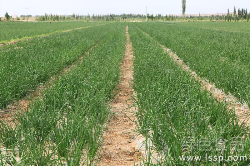 Safe overwintering technique of pseudo-planting Onion to ensure High yield in Spring