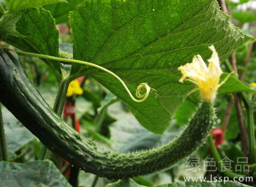 Effect of cucumber bending on cucumber appearance how to prevent cucumber bending