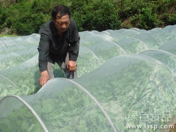 Key points of vegetable cultivation techniques covered with insect net