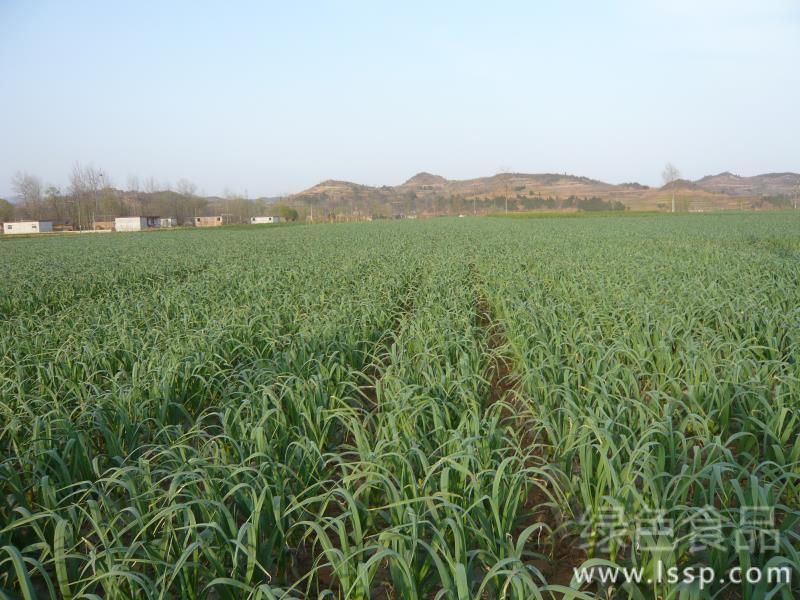 Watering well and applying Fertilizer-- the key elements of increasing garlic production in Spring