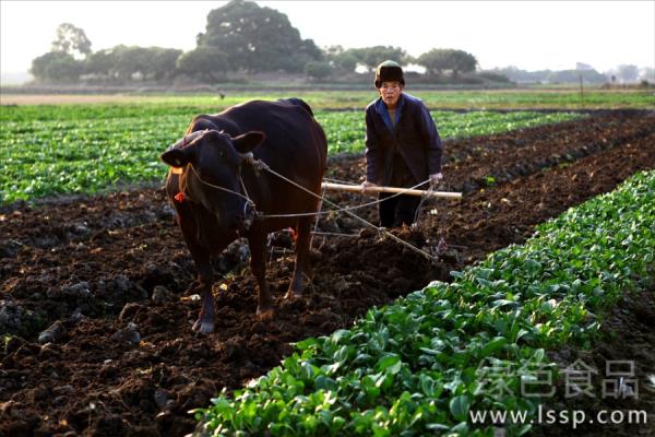 Management method of winter ploughing in cotton field to eliminate overwintering cotton bollworm