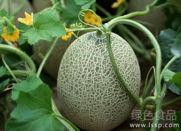 Cultivation techniques of Hami melon in spring greenhouse, the king of melons