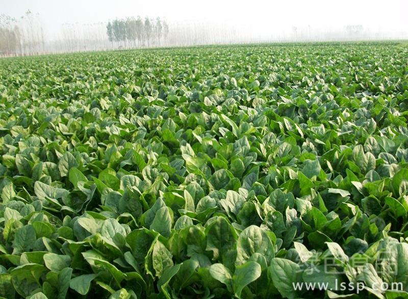 Key points of High-yield cultivation techniques of spinach in Open Spring