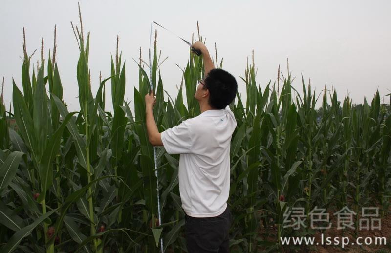 Control techniques of maize diseases and insect pests in ear stage during key period of yield formation