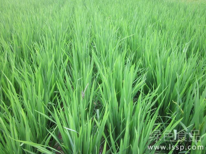 High-yielding cultivation techniques of summer rice with late sowing and short growth period