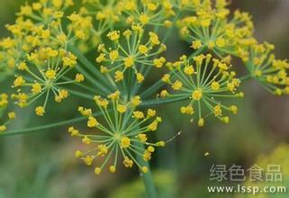 Cultivation Technique of Fennel in Greenhouse for Increasing Economic Benefit