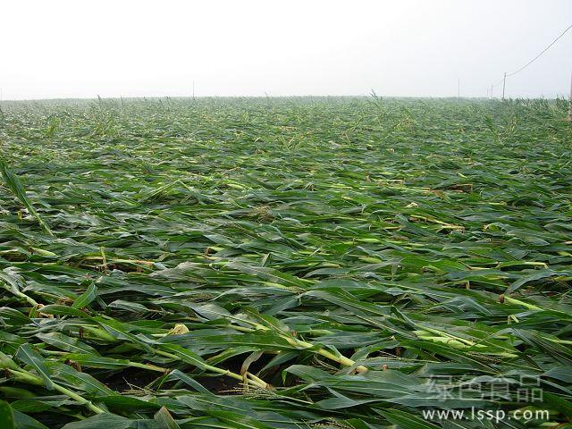 Natural disasters are difficult to resist the lodging reduction measures of corn affected by natural disasters