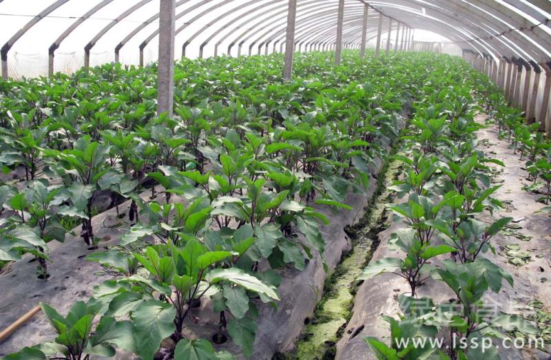 Scientific fertilization Technology of pollution-free vegetables in Green Food cultivation