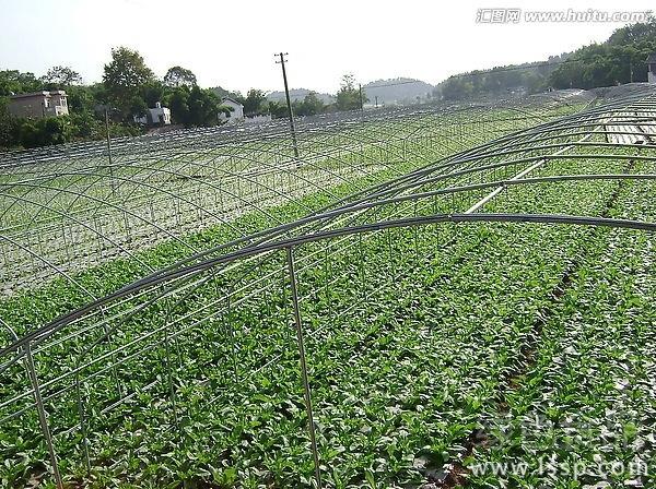 Harm of continuous overcast and rainy weather to vegetables in greenhouse and its control countermeasures